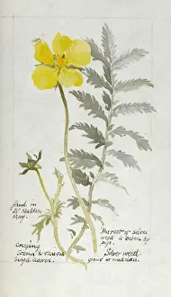 Weed Prints: Botanical Sketchbook -- Silverweed
