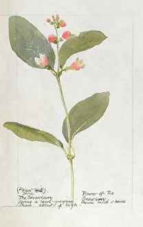 Botanical Sketchbook -- Snowberry