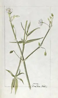 Botanical Sketchbook -- wild flower
