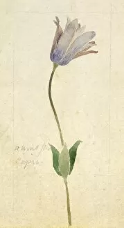 Mauve Gallery: Botanical Sketchbook -- wild flower