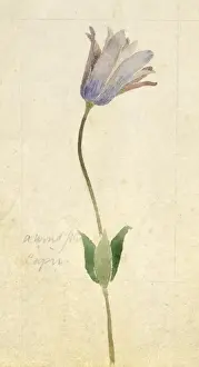 Botanical Sketchbook -- wild flower