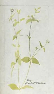 Botanical Sketchbook -- wild flower