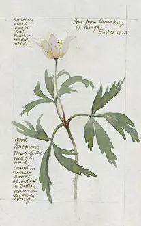 Wild Prints: Botanical Sketchbook -- Wood Anemone