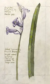 Bluebell Prints: Botanical Sketchbook -- Wood Hyacinth