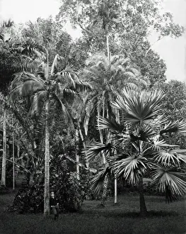 Specimens Prints: Botanical tree specimens, India