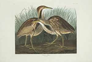 Ardeidae Gallery: Botaurus lentiginosus, American bittern