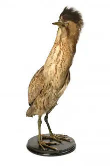Botaurus stellaris, great bittern