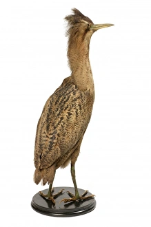Ardeidae Gallery: Botaurus stellaris, great bittern