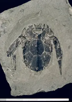 Quebec Prints: Bothriolepis canadensis, armoured fossil fish