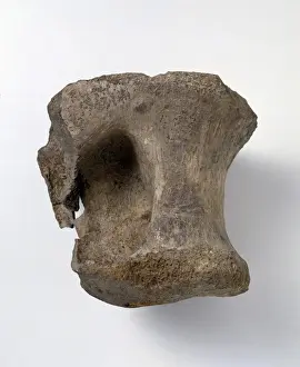 Bothriospondylus madagascariensis