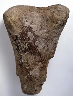 1804 1892 Prints: Bothriospondylus madagascariensis