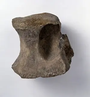 Bothriospondylus madagascariensis