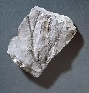 Bothrodendron minutifoliu, fossil clubmoss