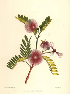 Bottlebrush, Callistemon linearis Bottlebrush, Callistemon linearis