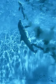 Bottlenose Dolphin