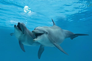 Bottlenose Dolphin