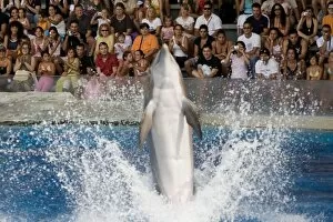Aquariums Collection: Bottlenose Dolphin amusing the crowd with a tail dance