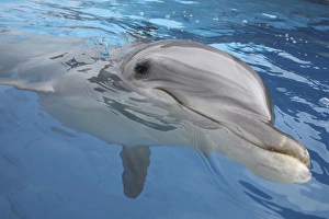 Bottlenose Dolphin