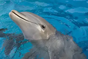 Bottlenose Prints: Bottlenose Dolphin - appearing with nose above surface