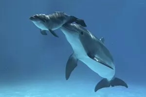 Images Dated 9th June 2007: Bottlenose Dolphin - Baby / Calf dolphin being nudged