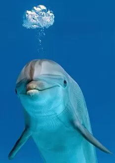 Images Dated 13th October 2005: Bottlenose dolphin - blowing air bubble