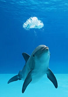 Blowing Gallery: Bottlenose dolphin - blowing air bubbles underwater