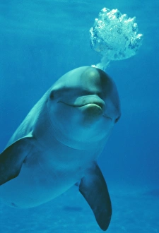 Blowing Gallery: Bottlenose DOLPHIN - blows bubbles from blow hole