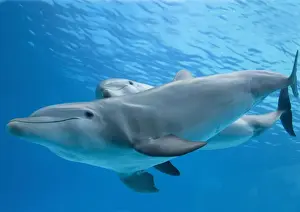 Mothers Prints: Bottlenose dolphin - and calf