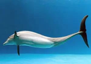 Bottlenose dolphin - dancing underwater