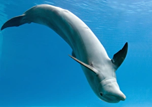 Images Dated 5th November 2005: Bottlenose dolphin - dancing underwater