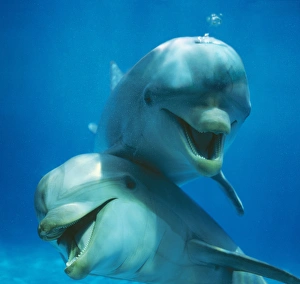 Bottlenose DOLPHIN - two facing camera