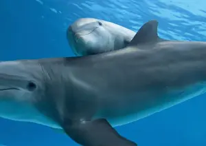 Calves Prints: Bottlenose dolphin - female and her calf