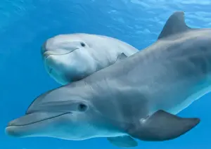 Bottlenose Dolphin - female and her calf