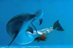 Giving Prints: Bottlenose Dolphin - giving birth - showing new-born