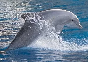 Leaping Gallery: Bottlenose dolphin - jumping out of the water