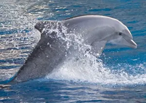Emerging Prints: Bottlenose dolphin - jumping out of the water