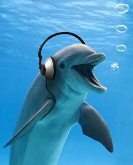 Facing Collection: Bottlenose Dolphin - listening to music with headphones
