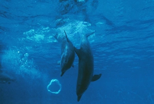 Bottlenose DOLPHIN - Mother and baby play with air bubble