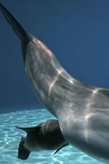 Images Dated 9th June 2007: Bottlenose Dolphin - Mother giving birth to Baby / Calf
