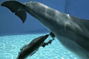 Images Dated 9th June 2007: Bottlenose Dolphin - Mother giving birth to Baby / Calf