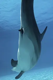 Bottlenose Dolphin - Mother giving birth to Baby / Calf