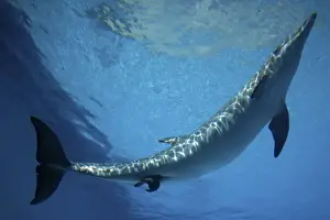 Bottlenose Dolphin - Mother giving birth to Baby / Calf