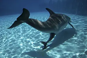 Bottlenose Dolphin - Mother giving birth to Baby / Calf