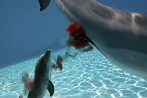 Bottlenose Dolphin - Mother giving birth to Baby / Calf