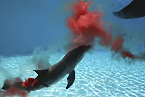 Bottlenose Dolphin - Mother giving birth to Baby / Calf