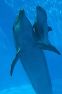Images Dated 28th July 2010: Bottlenose Dolphin - mother and newborn baby /