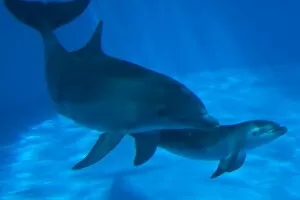 Affection Collection: Bottlenose Dolphin - mother and newborn baby /