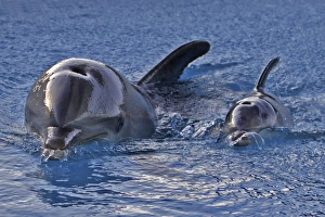 Bottlenose Dolphin - Nursing