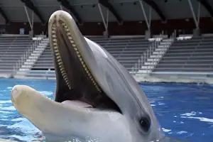 Bottlenose Dolphin - with mouth wide open above surface
