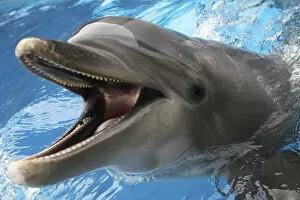 Bottlenose Dolphin - with mouth wide open above surface